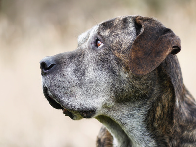Trauriger Mischlingshund