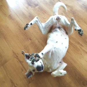 Hund happy Sally Dogo