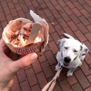 Hund mit Eiscreme