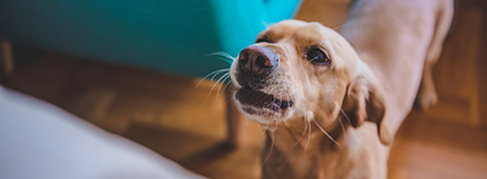 Bellen in der Wohnung - was macht der Mieter mit Hund ...